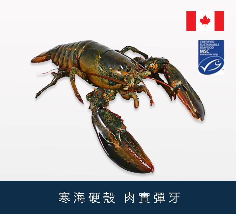 加拿大活龍蝦 1lb